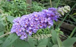Lo & Behold Blue Chip Dwarf Butterfly Bush - 3 Gallon Pot -Wilson Bros Garden Butterfly Bush Blue Chip