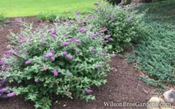 Lo & Behold Blue Chip Dwarf Butterfly Bush - 3 Gallon Pot -Wilson Bros Garden Butterfly Bush Blue Chip Buddleia wb