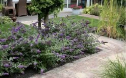 Lo & Behold Blue Chip Dwarf Butterfly Bush - 3 Gallon Pot -Wilson Bros Garden Butterfly Bush Blue Chip Massed 2