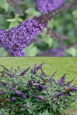 Pugster Blue Butterfly Bush - Buddleia - 3 Gallon Pot -Wilson Bros Garden Butterfly Bush Pugster Blue 1