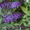 Pugster Blue Butterfly Bush - Buddleia - 3 Gallon Pot