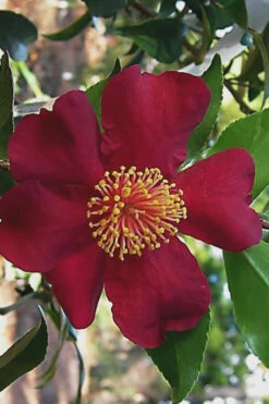 October Magic Crimson 'N Clover Camellia - 3 Gallon Pot -Wilson Bros Garden Camellia Crimson N Clover 1