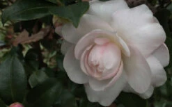 October Magic Dawn Camellia - 2 Gallon Pot -Wilson Bros Garden Camellia October Magic Dawn 1