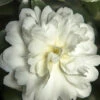 October Magic Ivory Camellia - 1 Gallon Pot -Wilson Bros Garden Camellia October Magic Ivory 500x750 2