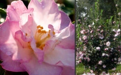 October Magic Orchid Camellia - 7 Gallon Pot -Wilson Bros Garden Camellia October Magic Orchid Flowers 2