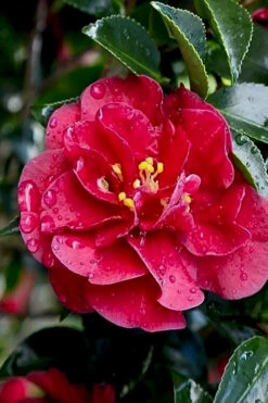 October Magic Ruby Camellia - 3 Gallon Pot -Wilson Bros Garden Camellia October Magic Ruby 23