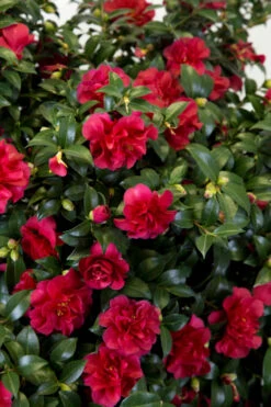 October Magic Ruby Camellia - 3 Gallon Pot -Wilson Bros Garden Camellia October Magic Ruby 27