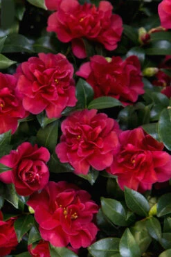 October Magic Ruby Camellia - 3 Gallon Pot -Wilson Bros Garden Camellia October Magic Ruby 28