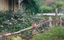 Sarrel Dwarf Camellia Sasanqua - 3 Gallon Pot -Wilson Bros Garden Camellia Sarrel 5