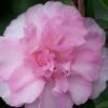 Sarrel Dwarf Camellia Sasanqua - 3 Gallon Pot