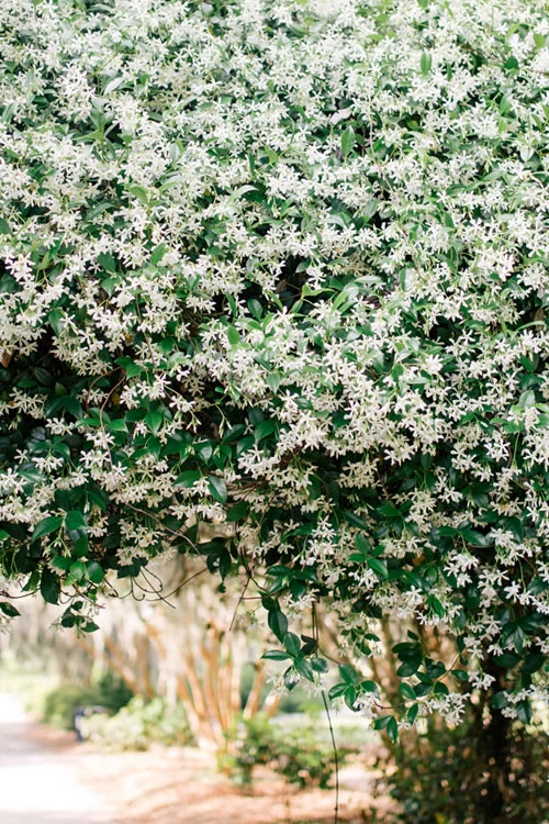 Madison Confederate Jasmine - 5 Gallon Pot 8 Madison Confederate Jasmine - 5 Gallon Pot - Image 6