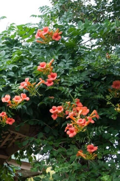 Madame Galen Trumpet Vine - 2 Pack Of Quart Pots 13 Madame Galen Trumpet Vine - 2 Pack Of Quart Pots -Wilson Bros Garden Campsis Madame Galen 500x750 1
