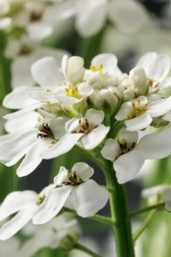 Tahoe Candytuft - Iberis Sempervirens - 10 Count Flat Of Quart Pots -Wilson Bros Garden Candytuft Tahoe 1