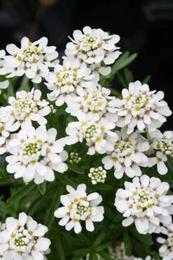 Tahoe Candytuft - Iberis Sempervirens - 10 Count Flat Of Quart Pots -Wilson Bros Garden Candytuft Tahoe 2