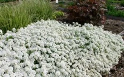 Tahoe Candytuft - Iberis Sempervirens - 10 Count Flat Of Quart Pots -Wilson Bros Garden Candytuft Tahoe 3