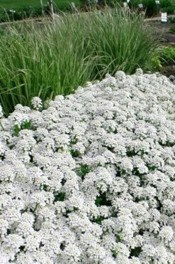 Tahoe Candytuft - Iberis Sempervirens - 10 Count Flat Of Quart Pots -Wilson Bros Garden Candytuft Tahoe 5