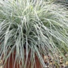 Evercolor Everest Carex - 1 Gallon Pot -Wilson Bros Garden Carex Evercolor Everest 500x750 2