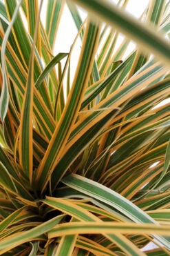 Evercolor Everglow Carex - 1 Gallon Pot -Wilson Bros Garden Carex Evercolor Everglow 2