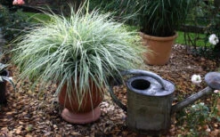 Evercolor Everest Carex - 1 Gallon Pot -Wilson Bros Garden Carex Evercolr Everest 1 1