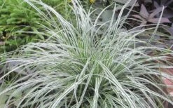 Evercolor Everest Carex - 1 Gallon Pot -Wilson Bros Garden Carex Evercolr Everest 2