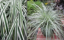 Evercolor Everest Carex - 1 Gallon Pot -Wilson Bros Garden Carex Evercolr Everest 3 1