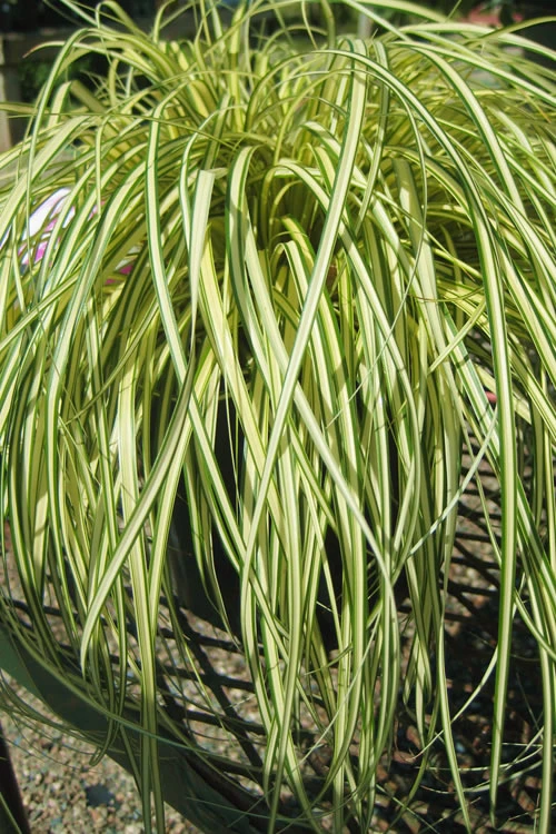 Evergold Japanese Sedge (Carex Hachijoensis) - 5 Pack Of Quart Pots 3 Evergold Japanese Sedge (Carex Hachijoensis) - 5 Pack Of Quart Pots