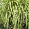 Evergold Japanese Sedge (Carex Hachijoensis) - 10 Pack Of Quart Pots -Wilson Bros Garden Carex Evergold 500x750 2
