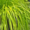 Evercolor Everillo Carex - 10 Pack Of Quart Pots -Wilson Bros Garden Carex Everillo 500x750 2
