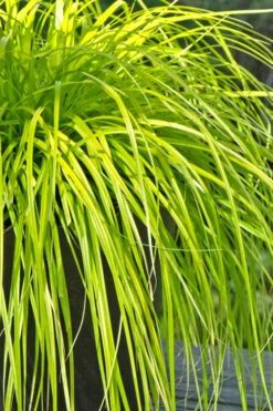 Evercolor Everillo Carex - 8 Pack Of 1 Gallon Pots -Wilson Bros Garden Carex Everillo 500x750 3