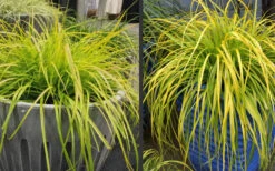 Evercolor Everillo Carex - 10 Pack Of Quart Pots -Wilson Bros Garden Carex Everillo Plant Containers