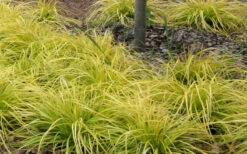Evercolor Everillo Carex - 10 Pack Of Quart Pots -Wilson Bros Garden Carex Everillo Plant Patch