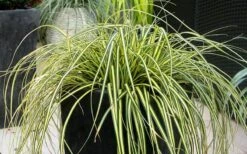 Evercolor Everoro Carex - 1 Gallon Pot -Wilson Bros Garden Carex Everoro 1