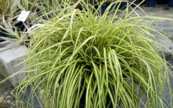 Evercolor Everoro Carex - 1 Gallon Pot -Wilson Bros Garden Carex Everoro 2 1