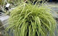 Evercolor Everoro Carex - 1 Gallon Pot -Wilson Bros Garden Carex Everoro 2