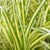 Evercolor Everoro Carex - 1 Gallon Pot 1 Evercolor Everoro Carex - 1 Gallon Pot -Wilson Bros Garden Carex Everoro 500x750 1