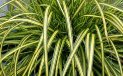 Evercolor Eversheen Carex - 5 Pack Of Quart Pots -Wilson Bros Garden Carex Eversheen 1