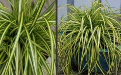 Evercolor Eversheen Carex- 1 Gallon Pot -Wilson Bros Garden Carex Eversheen 2 2