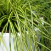 Evercolor Eversheen Carex- 1 Gallon Pot -Wilson Bros Garden Carex Eversheen 500x750 3
