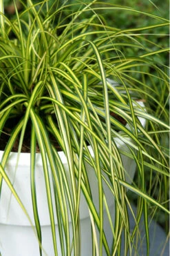 Evercolor Eversheen Carex- 1 Gallon Pot
