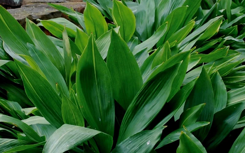 Cast Iron Plant - 1 Gallon Pot 7 Cast Iron Plant - 1 Gallon Pot - Image 5