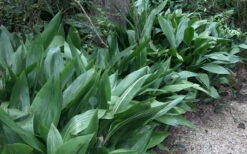 Cast Iron Plant - 1 Gallon Pot 13 Cast Iron Plant - 1 Gallon Pot -Wilson Bros Garden Cast Iron Plant 3
