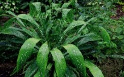 Spek-tacular Cast Iron Plant - 3 Gallon Pot -Wilson Bros Garden Cast Iron Plant Spektacular 5