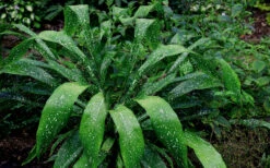 Milky Way Cast Iron Plant - 3 Gallon Pot 14 Milky Way Cast Iron Plant - 3 Gallon Pot -Wilson Bros Garden Cast Iron Plant Spektacular 5 3