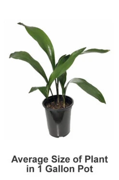 Cast Iron Plant - 1 Gallon Pot 10 Cast Iron Plant - 1 Gallon Pot -Wilson Bros Garden Cast iron Plant 20