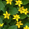 Superstar Green And Gold (Chrysogonum) - 3 Pack Of Quart Pots -Wilson Bros Garden Chrysogonum Superstar 1