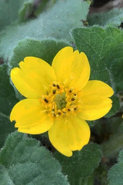 Superstar Green And Gold (Chrysogonum) - 3 Pack Of Quart Pots -Wilson Bros Garden Chrysogonum Superstar Green And Gold 2