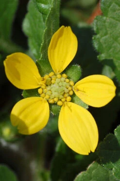 Chrysogonum Green And Gold (Goldenstar) - 10 Pack Of 4" Pots -Wilson Bros Garden Chrysogonum virginianum Green And Gold 1