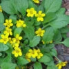 Chrysogonum Green And Gold (Goldenstar) - 10 Pack Of 4" Pots -Wilson Bros Garden Chrysogonum virginianum Green And Gold 3