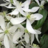 Snowdrift Evergreen Clematis Armandii - 5 Gallon Pot -Wilson Bros Garden Clematis Armandii Snowdrift 500x750 1
