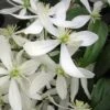 Snowdrift Evergreen Clematis Armandii - 1 Gallon Pot 1 Snowdrift Evergreen Clematis Armandii - 1 Gallon Pot -Wilson Bros Garden Clematis Armandii Snowdrift 500x750 4